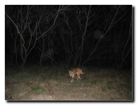 Fraser Island 23